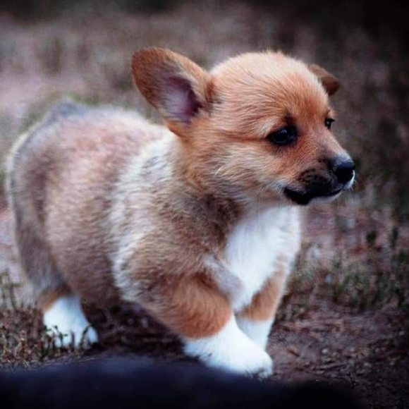 Meet your Posher, Jean - Picture 2 of 3